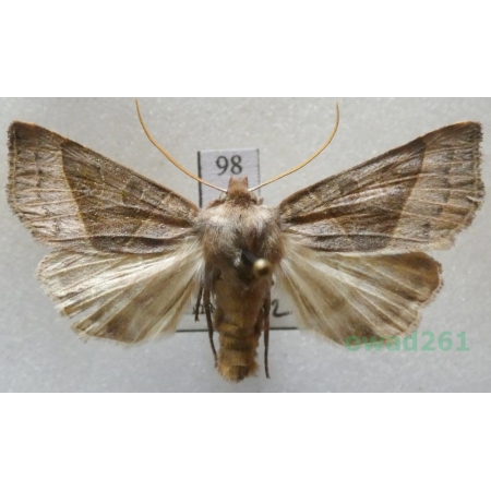 Mesogona oxalina (Hübner, 1803) Slovakia98
